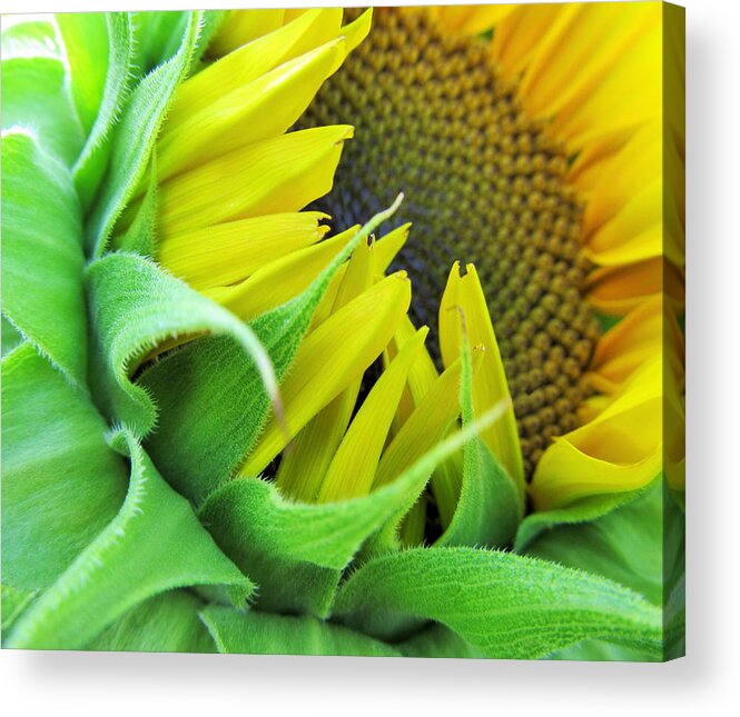 Sunflower Acrylic Print featuring the photograph Sunflower by Marianna Mills