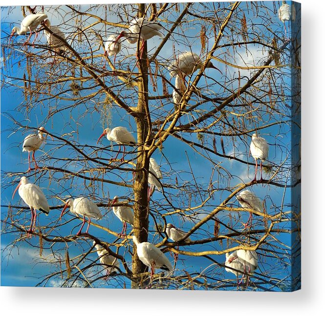 White Ibis Acrylic Print featuring the photograph Dr. Seuss by Carolyn Mickulas