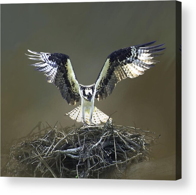 Osprey Acrylic Print featuring the photograph the Landing by Mary Clough