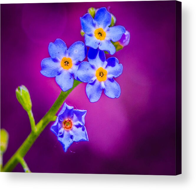 Flower Acrylic Print featuring the photograph The painted Flower by Bruce Pritchett