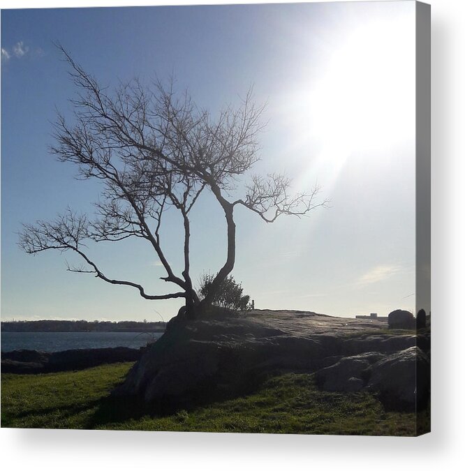 Tree Acrylic Print featuring the photograph This Tree Rocks by Lori Lafargue