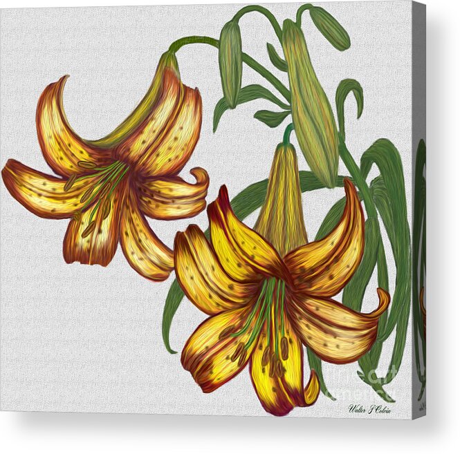 Tiger Lily Acrylic Print featuring the digital art Tiger Lily Blossom by Walter Colvin