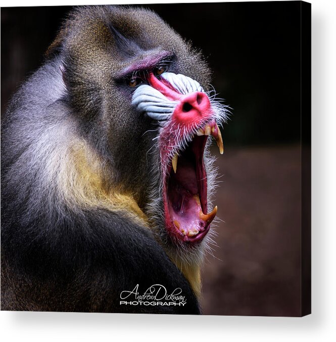 Mandril Acrylic Print featuring the photograph Toothache by Andrew Dickman