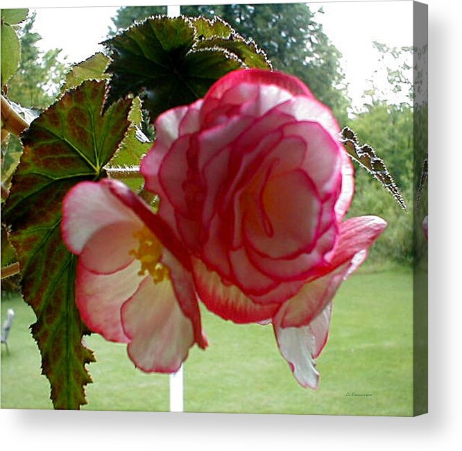Summer Flowers Acrylic Print featuring the photograph Translucent Begonia by Liz Evensen
