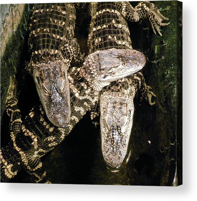 Alligators Acrylic Print featuring the photograph Trio by Richard Barone