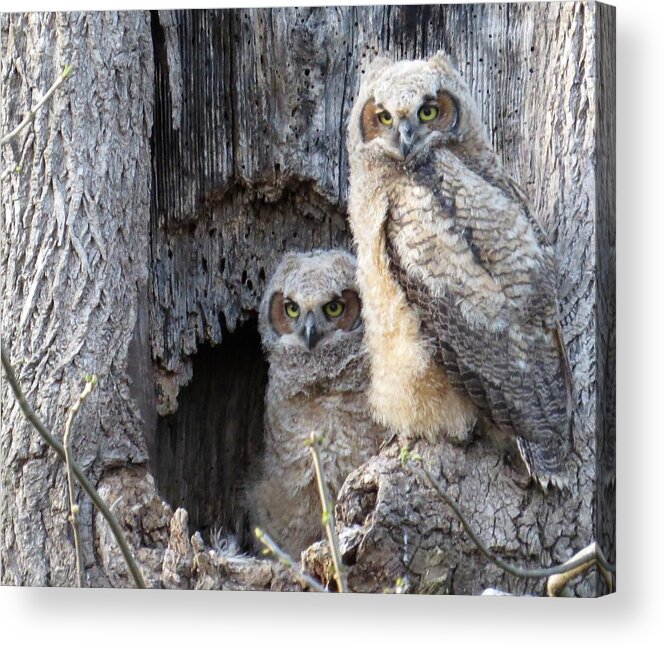 Baby Owls Acrylic Print featuring the photograph Twin Owls by Jeanette Oberholtzer