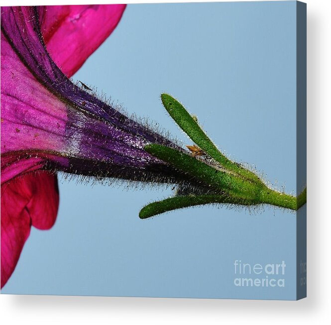 Macro Acrylic Print featuring the photograph Up Close by Dani McEvoy