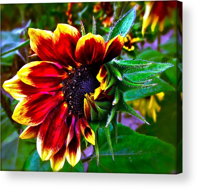 Sunflower Acrylic Print featuring the photograph Waking Up by Gwyn Newcombe