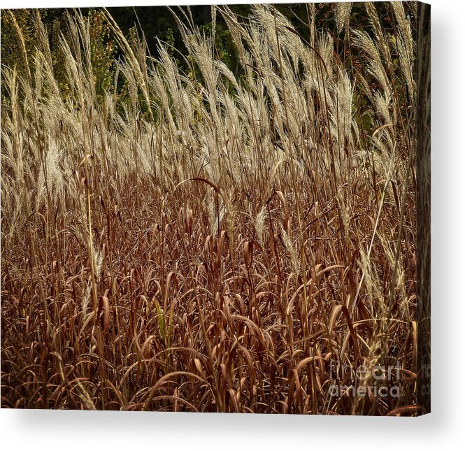 Grass Acrylic Print featuring the photograph Grasses Waving in the Wind by Dee Flouton