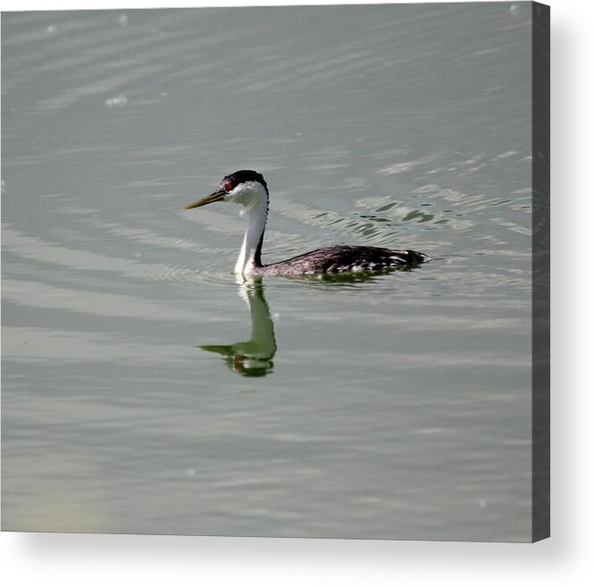 Bird Acrylic Print featuring the photograph Western Grebe by Trent Mallett