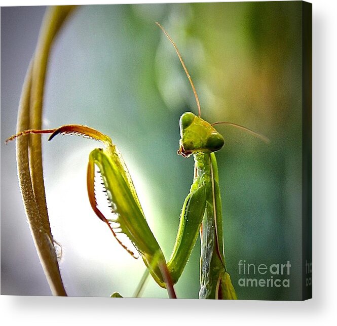 Praying Mantes Acrylic Print featuring the photograph What A Look by Elisabeth Derichs