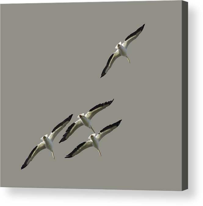 White Acrylic Print featuring the photograph White Pelicans Transparency by Richard Goldman