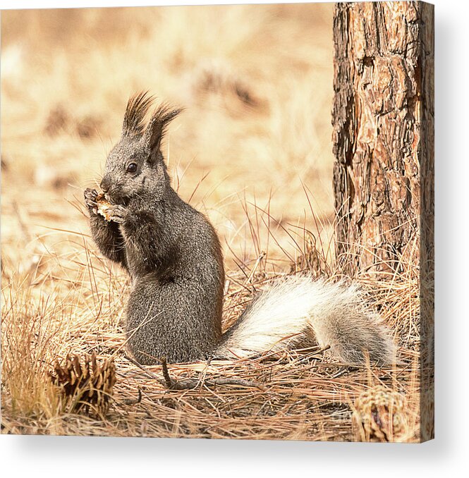 Mammal Acrylic Print featuring the photograph White Tailed Kaibab Squirrel by Dennis Hammer