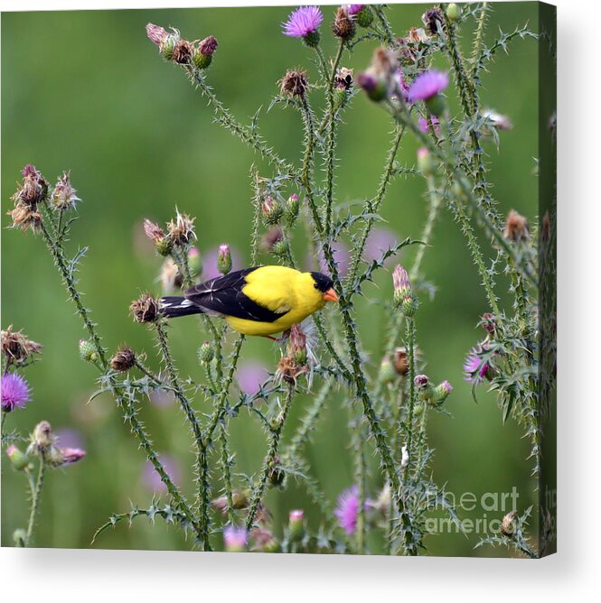 Goldfinch Acrylic Print featuring the photograph Wild Birds - American Goldfinch Male by Kerri Farley