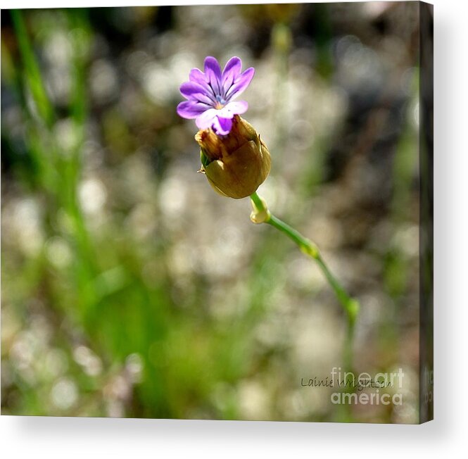Wild Flower Acrylic Print featuring the photograph Wild Flower by Lainie Wrightson