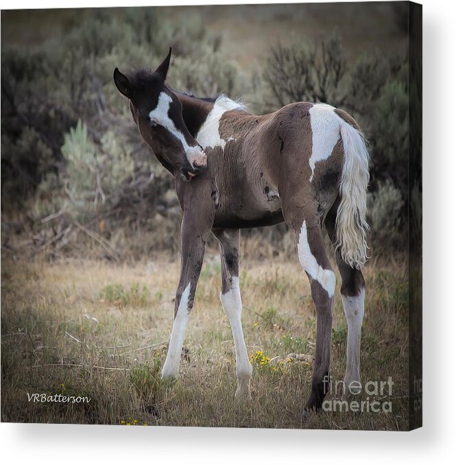 Colt Acrylic Print featuring the photograph Wild Horse Colt by Veronica Batterson