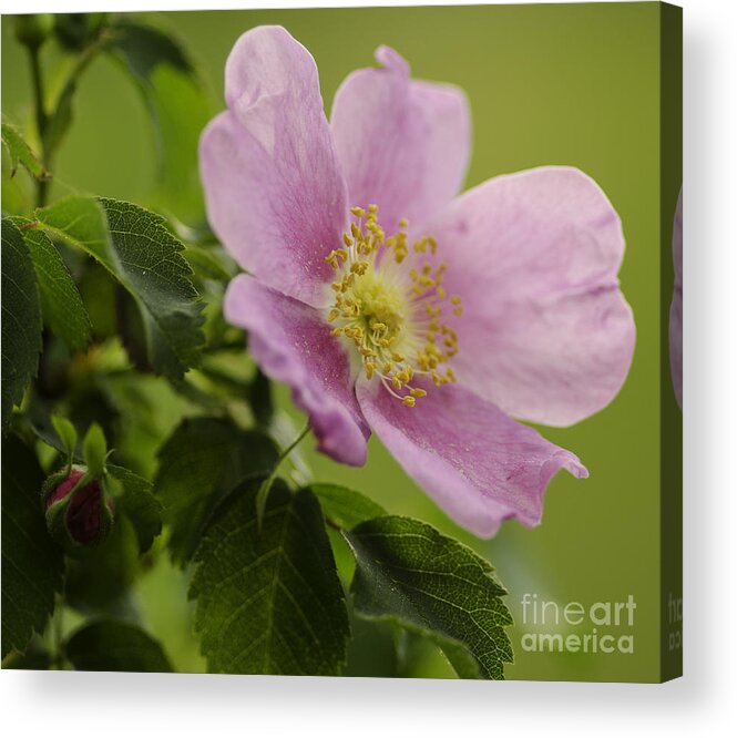 Wild Acrylic Print featuring the photograph Wild Rose by Nick Boren