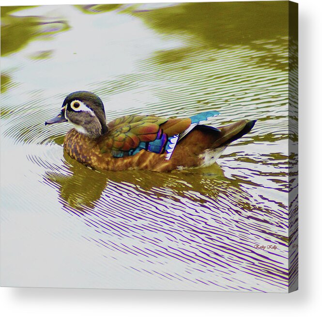 Wood Duck Hen Acrylic Print featuring the photograph Wood Duck Hen by Kathy Kelly