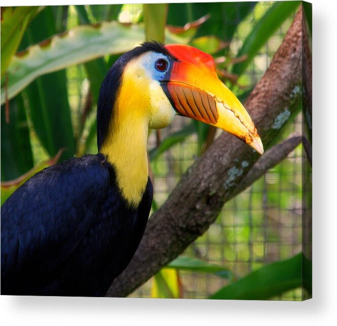 Wrinkled Hornbill Acrylic Print featuring the photograph Wrinkled Hornbill by Susanne Van Hulst