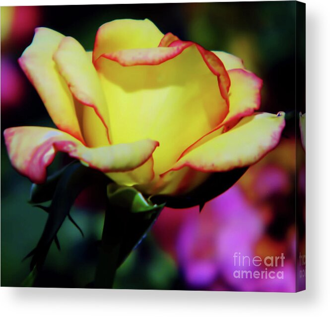 Rose Acrylic Print featuring the photograph Yellow Beauty by D Hackett