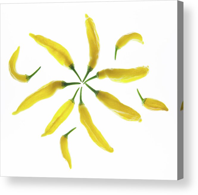 Chilies Acrylic Print featuring the photograph Yellow Chillie Star Burst by Helen Jackson