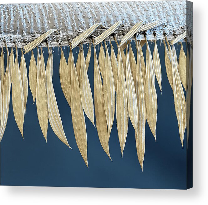 Culicidae Acrylic Print featuring the photograph Mosquito Wing Scales, Sem #1 by Oliver Meckes EYE OF SCIENCE