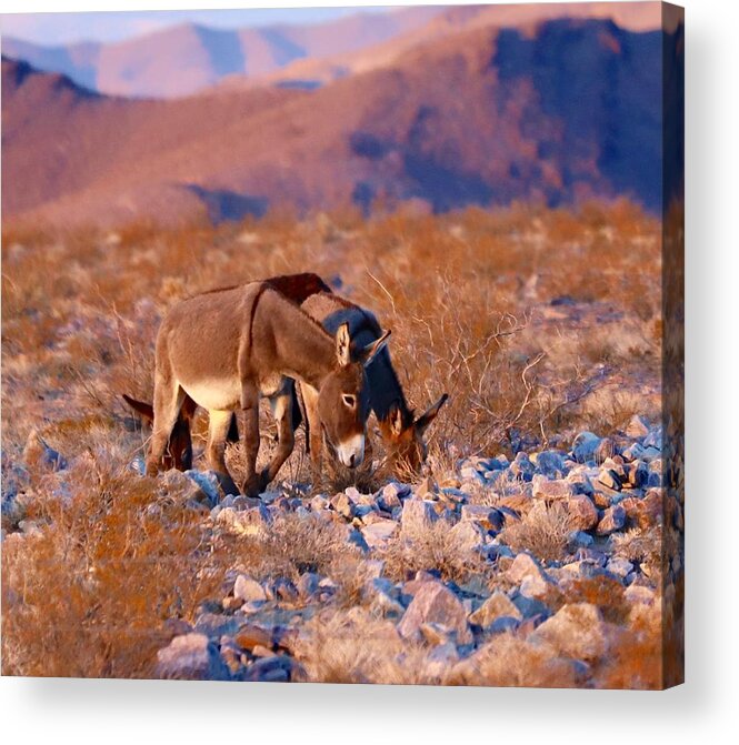 Wild Burros Acrylic Print featuring the photograph The Wild Ones #1 by Maria Jansson