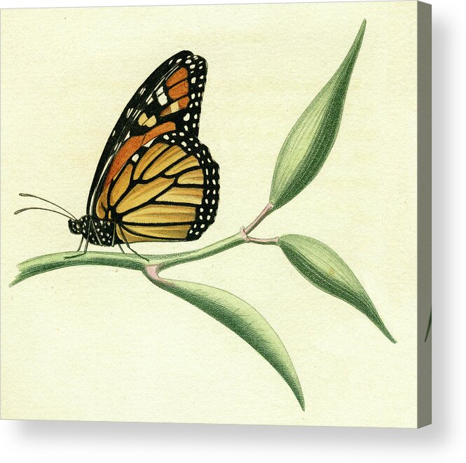 Entomology Acrylic Print featuring the mixed media Butterfly by Unknown