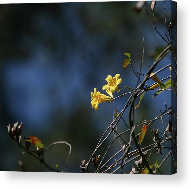 Carolina Acrylic Print featuring the photograph Yellow Jasmine #1 by Cathy Harper