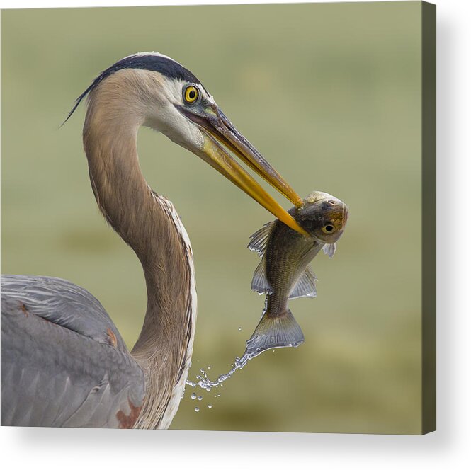 Heron Acrylic Print featuring the photograph #3 by Mountain Cloud
