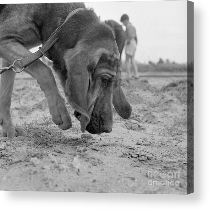 Child Acrylic Print featuring the photograph A Police Bloodhound by Bettmann