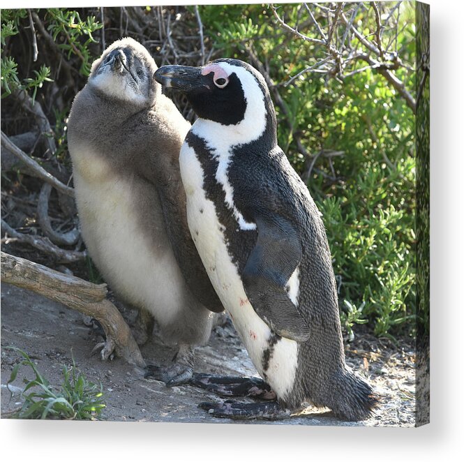 Penguin Acrylic Print featuring the photograph African Penguin with Chick by Ben Foster