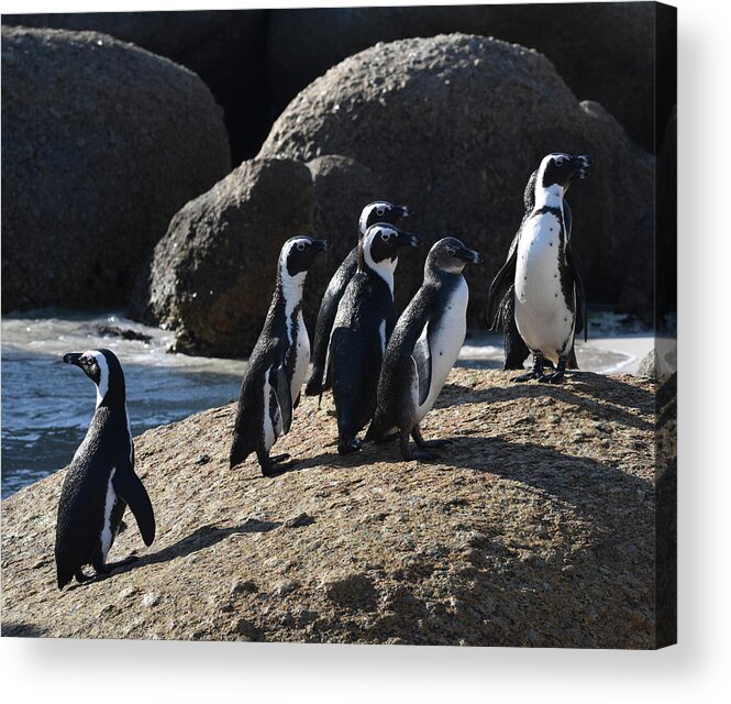 Penguin Acrylic Print featuring the photograph African Penguins by Ben Foster