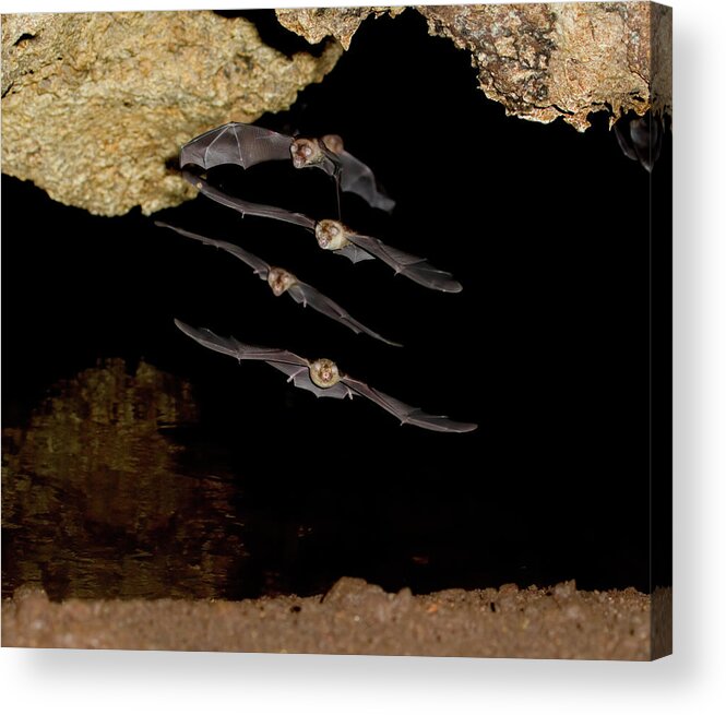 Africa Acrylic Print featuring the photograph African Trident Bats by Ivan Kuzmin
