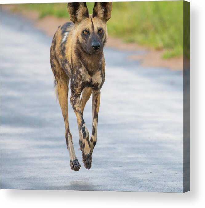 Wild Dog Acrylic Print featuring the photograph African Wild Dog bouncing by Mark Hunter