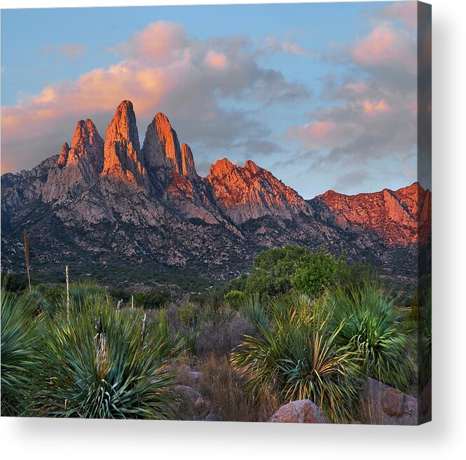 00557650 Acrylic Print featuring the photograph Organ Moutains, Aguirre Spring by Tim Fitzharris