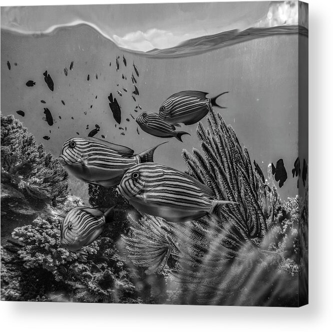 Disk1215 Acrylic Print featuring the photograph Angelfish Group Philippines by Tim Fitzharris