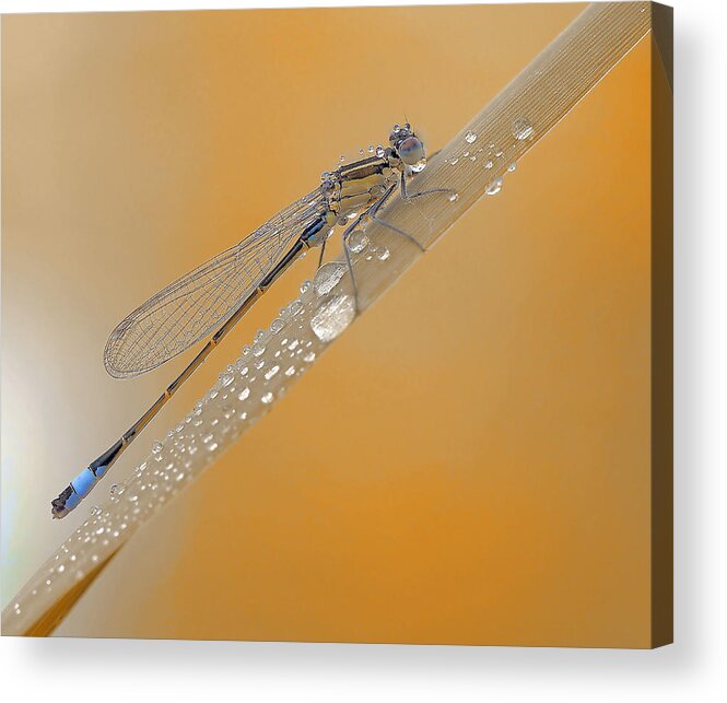 Insect Acrylic Print featuring the photograph Autumn Rain... by Thierry Dufour