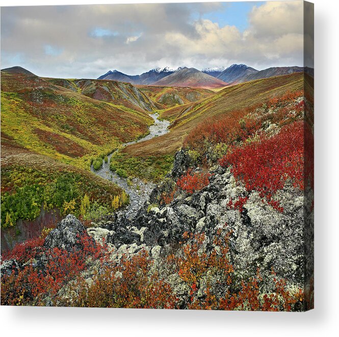 00586290 Acrylic Print featuring the photograph Autumn Tundra, Ogilvie Mts, Tombstone Territorial Park, Yukon by Tim Fitzharris