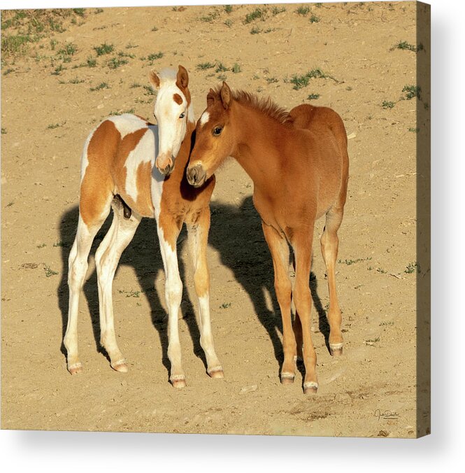 Baby Horses Acrylic Print featuring the photograph Baby Horse Pals -- Wild Mustangs by Judi Dressler