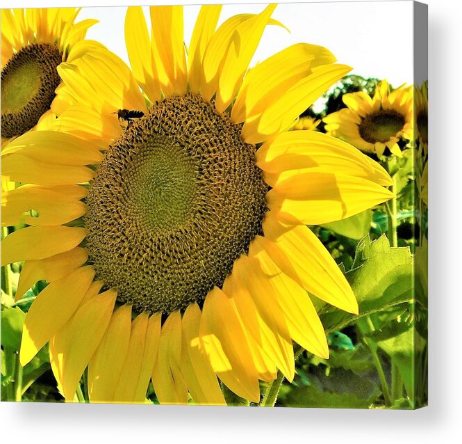 - Bee On A Sunflower Acrylic Print featuring the photograph - Bee on a Sunflower by THERESA Nye