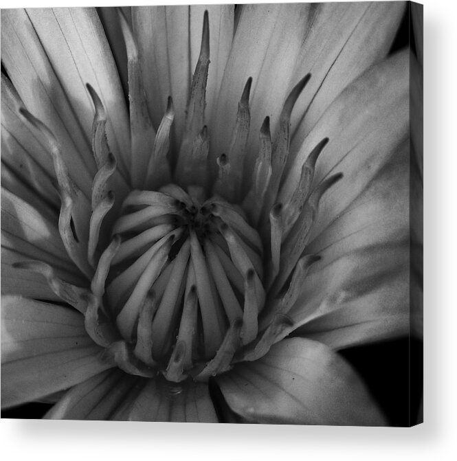 Blossom Acrylic Print featuring the photograph Black and White Water Lily by L Bosco
