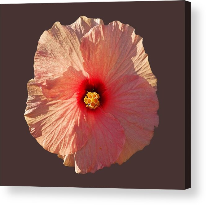 Hibiscus Flower Acrylic Print featuring the photograph Blooming Hot by Charles Stuart