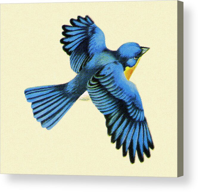 Animal Acrylic Print featuring the drawing Blue Bird Flying by CSA Images