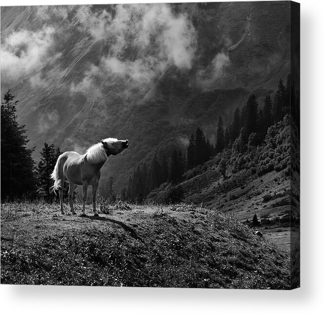 Horse Acrylic Print featuring the photograph Call Of Nature by Jrgen Hartlieb