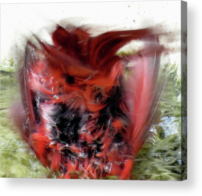 Cardinal Acrylic Print featuring the photograph Cardinal Splashing in Birdbath One by Linda Stern
