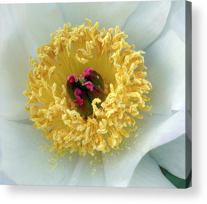 Peony Acrylic Print featuring the photograph Center Core by Art Cole