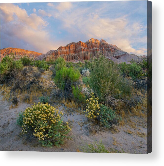 00571640 Acrylic Print featuring the photograph Cliffs In Flowering Desert, Red Rock Canyon State Park, California by Tim Fitzharris