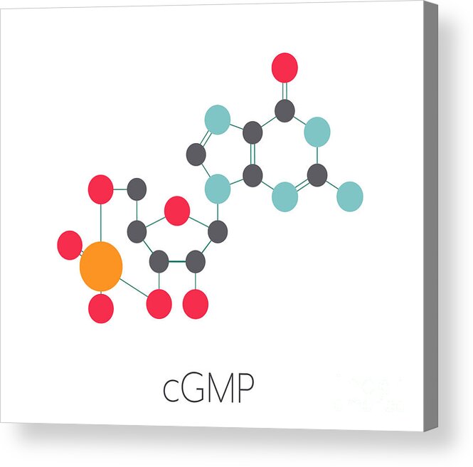 Cgmp Acrylic Print featuring the photograph Cyclic Guanosine Monophosphate Molecule by Molekuul/science Photo Library