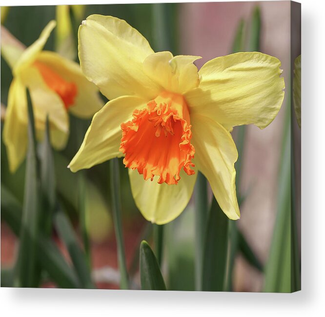 Daffodils Acrylic Print featuring the photograph Daffodils by Anna Rumiantseva